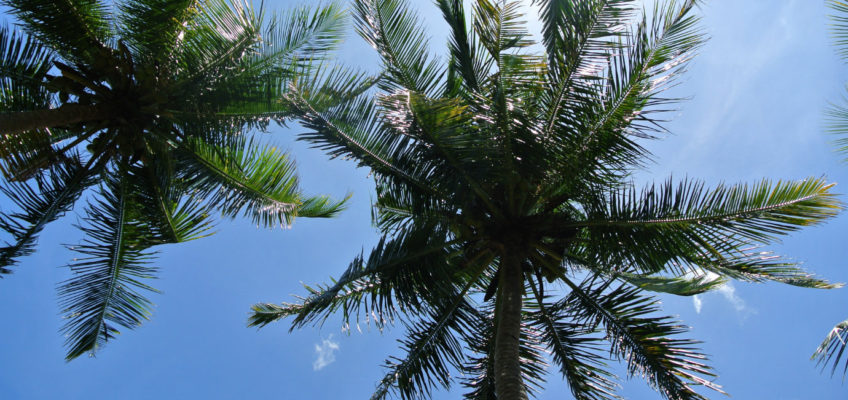 Palm Trees in Arugam Bay - Sri Lanka