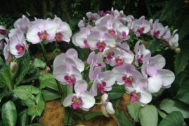 Orchid Garden - Singapore - Laybacktravel