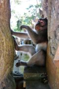 Monkey Forest Ubud, Bali