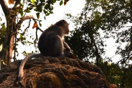 Monkey in the Monkeyforest Ubud, Bali
