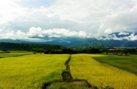 Rice fields - East Coast, Taiwan