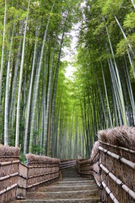 Bamboo Garden - Kyoto, Japan