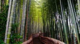 Bamboo Garden in Kyoto, Japan