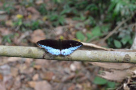Butterfly - Bukit Lawang, Sumatra - Layback Travel
