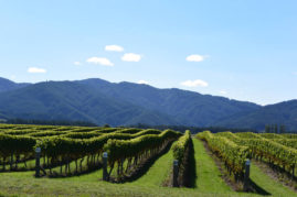 Marlborough Wine Country Mountains, New Zealand - Layback Travel