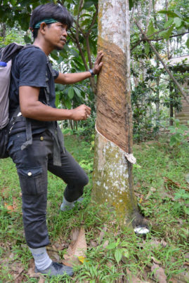 Kautschuk Tree, Bukit Lawang, Sumatra - Layback Travel