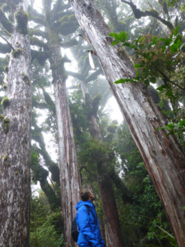 Forest around Mount Egmont, New Zealand - Layback Travel