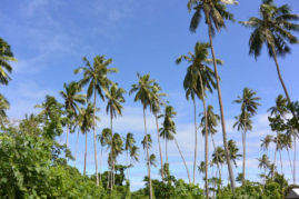 Palm Trees Samoa Layback Travel