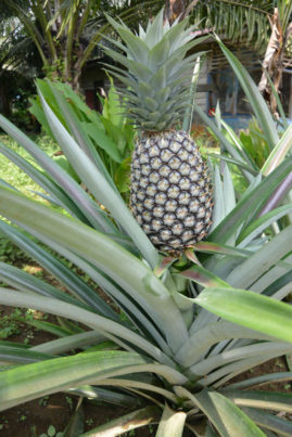 Pineapple, Sumatra, Indonesia - Layback Travel