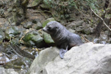 Seal Puppy, New Zealand - Layback Travel