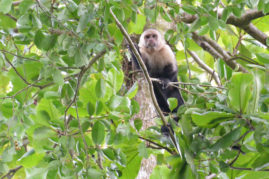 White Face Monkey, Costa Rica - Layback Travel