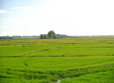 Ricefield near Arugam Bay - Sri Lanka