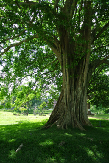 Tree in Anuradhapura, Sri Lanka