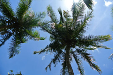 Palm Trees in Arugam Bay - Sri Lanka