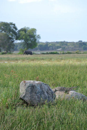 Crocodile and Elephant - Sri Lanka