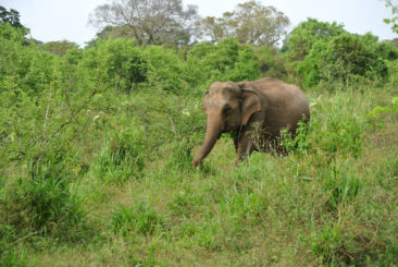 Elephant at Dambulla - Sri Lanka