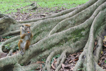 Monkey in Anuradhapura - Sri Lanka