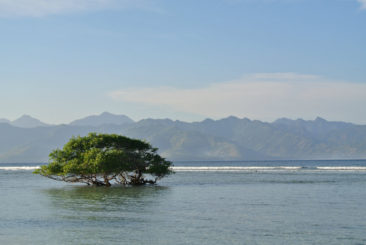 Tree in the Water in Gili Trawangan, Indonesia