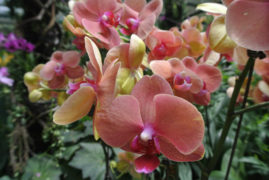 Orchid Garden - Singapore - Laybacktravel