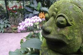 Orchid Garden - Singapore - Laybacktravel