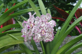 Orchid Garden - Singapore - Laybacktravel