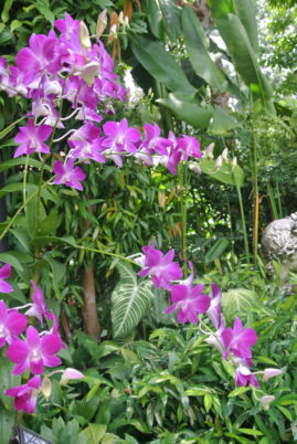 Orchid Garden - Singapore - Laybacktravel