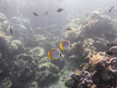 Snorkeling Amed, Bali