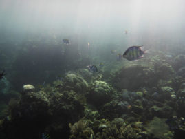 Snorkeling Amed, Bali