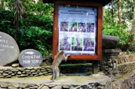 Monkey Forest Ubud, Bali