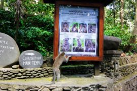 Monkey Forest Ubud, Bali