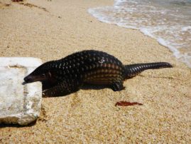 Pangolin - Java, Indonesia