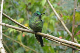 Colibria - Cocora Valley near Salento, Colombia - Layback Travel