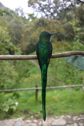 Colibri in Cocora Valley, Colombia - Layback Travel