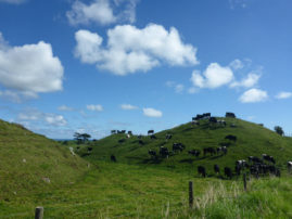 Ben & Jerry Ice Cream Cows, New Zealand - Layback Travel