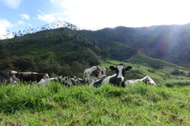 Cows near Salento, Colombia - Layback Travel
