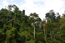 Bukit Lawang Tree, Sumatra - Layback TravelBukit Lawang River, Sumatra - Layback Travel