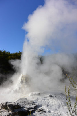 Lady Knox Geyser - Rotorua, New Zealand - Layback Travel