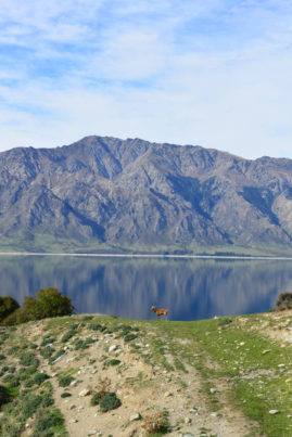 Deer @ Lake Wanaka, New Zealand - Layback Travel