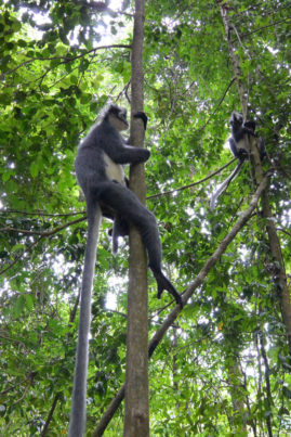 Langur monkeys in Bukit Lawang, Sumatra, Indonesia - Layback Travel