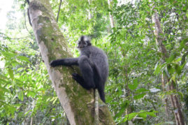 Langur Monkey Sumatra - Layback Travel