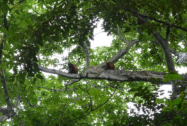 Howler Monkeys Playa Venao Panama Layback Travel