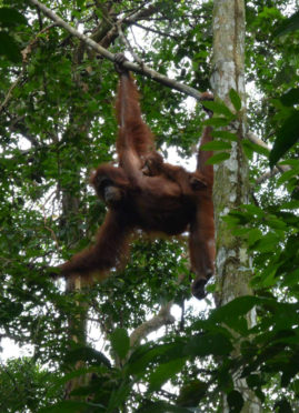 Oran Utan with small baby - Bukit Lawang, Sumatra, Indonesia - Layback Travel