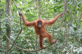 Orang Utan in Bukit Lawang, Sumatra, Indonesia - Layback Travel