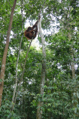 Orang Utan in Bukit Lawang, Sumatra - Layback Travel