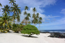 Palm Tree Beach Samoa Layback Travel