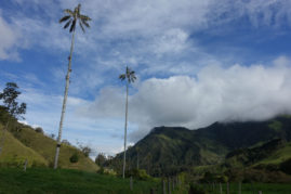 Palma de Cera in Cocora Valley, Colombia