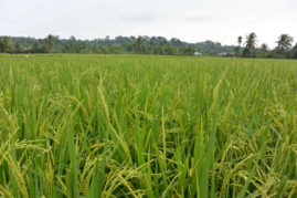 Rice field in Bukit Lawang, Sumatra - Layback Travel