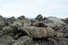 Lazy seals, New Zealand - Layback Travel