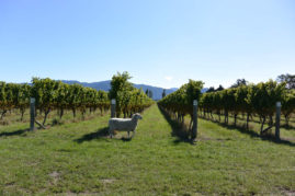 Marlborough Wine Country, New Zealand - Layback Travel