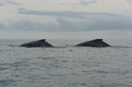 Mother, father and baby whale - Panama Layback Travel